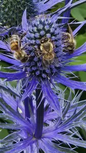 Leentje 08 Heeel druk